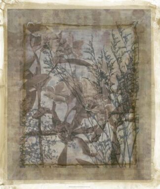 Silvery Wildflowers III