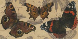 Bold Butterfly Panel I