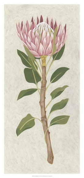 Non-Embellished Protea II