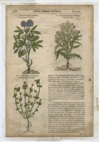 Gardener's Journal III