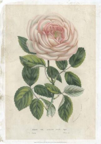 Van Houtte Pink Rose