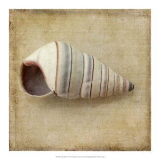 Sepia Shell IV