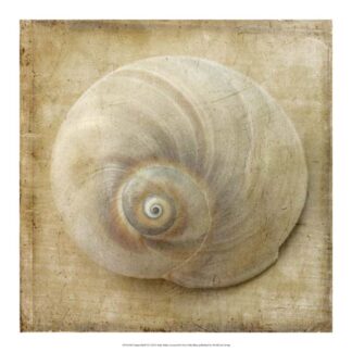 Sepia Shell VI