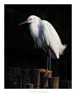 Water Bird Glimpse IV