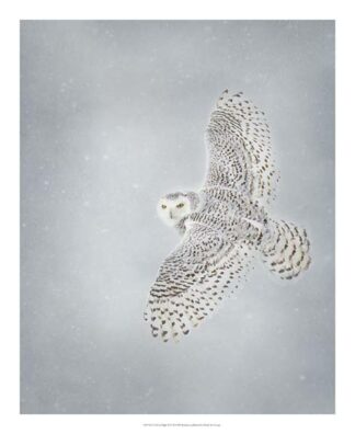Owl in Flight II
