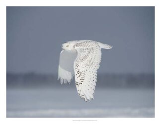 Owl in Flight IV