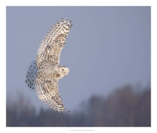 Owl in Flight V