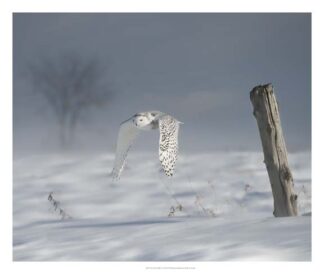 Owl in Flight VI