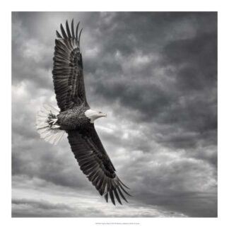 Eagle in Flight