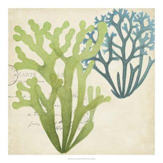 Seaweed Overlay II