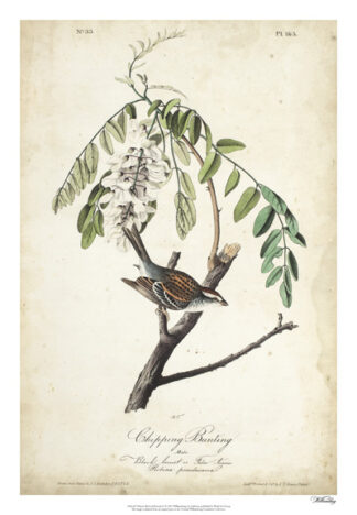 Delicate Bird and Botanical I