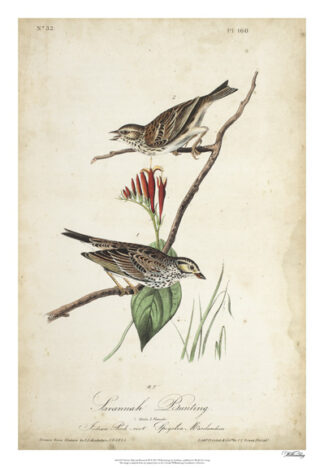 Delicate Bird and Botanical III