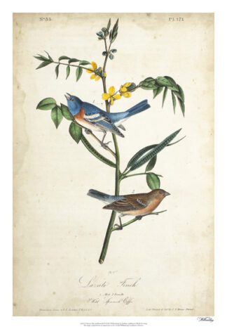 Delicate Bird and Botanical IV