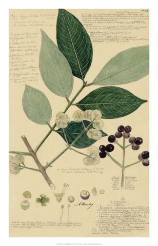 Descubes Foliage & Fruit I