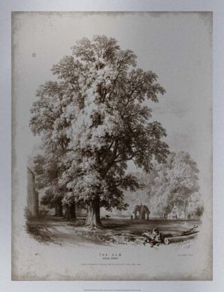 Sepia Elm Tree