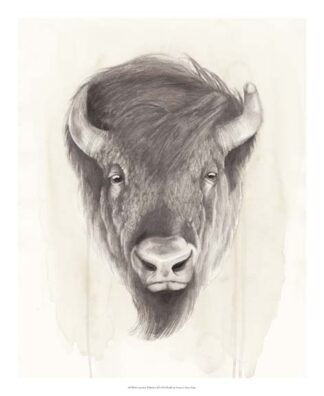 American Wilderness II