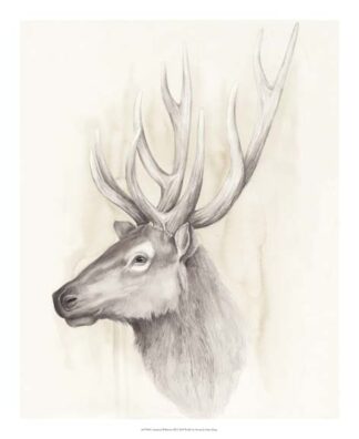 American Wilderness III