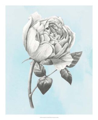 Graphite Rose II