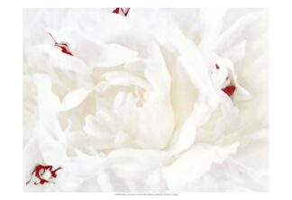 White Linen Peony I