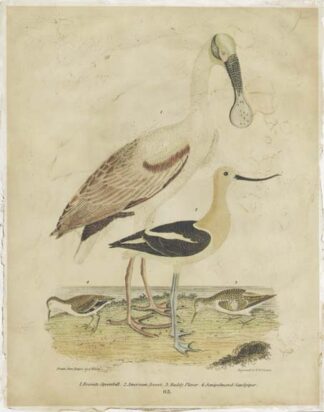 Embellished Spoonbill & Sandpipers