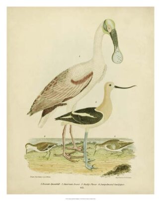 Antique Spoonbill & Sandpipers
