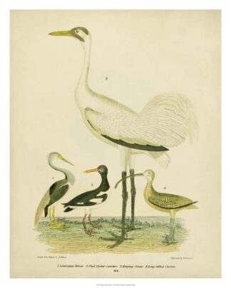 Antique Crane & Heron