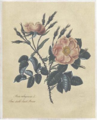 Embellished Sweet Briar Rose