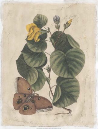 Embellished Catesby Butterfly & Botanical I