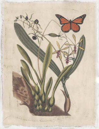 Embellished Catesby Butterfly & Botanical IV