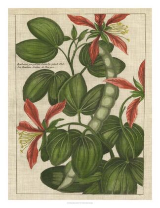 Botanical Study on Linen VI
