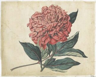 Embellished Peony Garden II