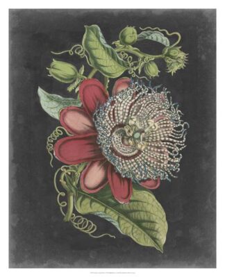 Dramatic Tropical Beauty I