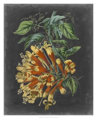 Dramatic Tropical Beauty II