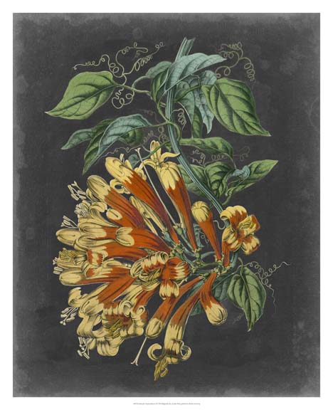 Dramatic Tropical Beauty II