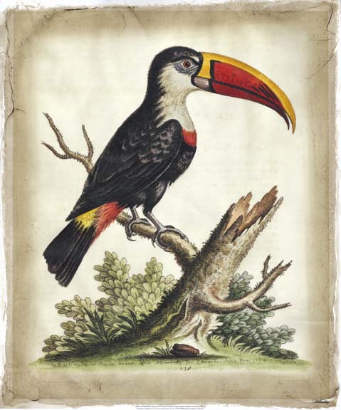 Embellished Edwards' Toucan