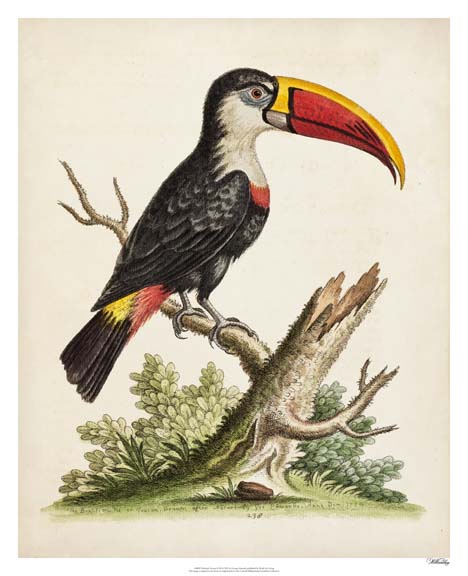 Edwards' Toucan