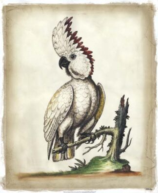 Embellished Edwards' Cockatoo