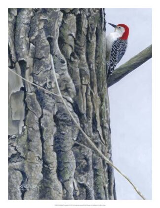 Red Bellied Woodpecker II