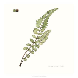 Watercolor Leaf Study I