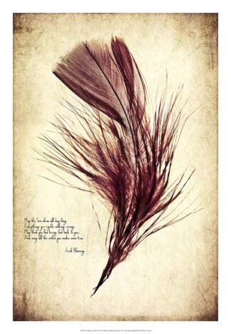Feather in Color III