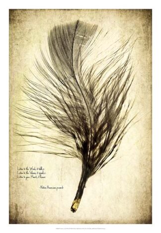 Feather on the Wind II