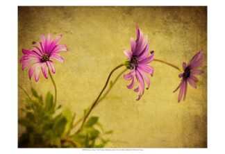 Fuchsia Daisy I