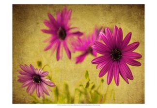 Fuchsia Daisy II