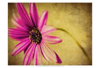 Fuchsia Daisy III
