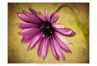 Fuchsia Daisy IV