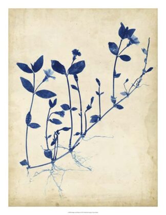 Indigo Leaf Study II