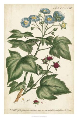 Chambray Botanical I