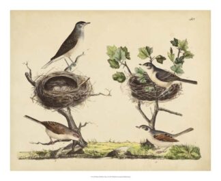 Wrens, Warblers & Nests I