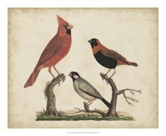 Cardinal & Grosbeak