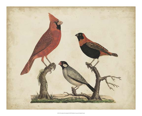 Cardinal & Grosbeak